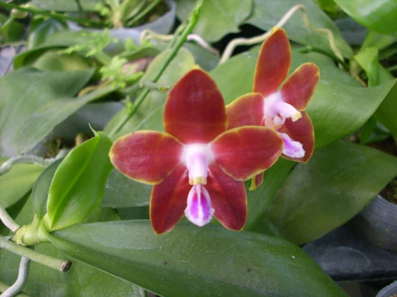 YC034 Phal.venosa