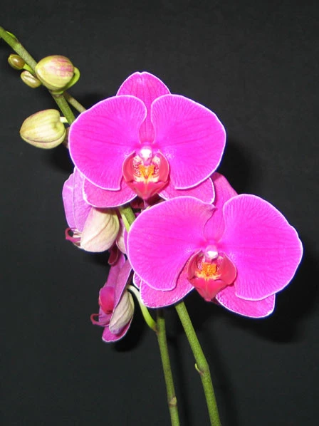 YC033 Dtps.Jiuhbao Red Rose
