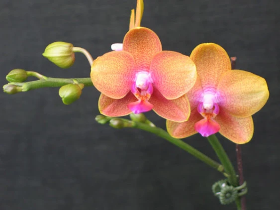 YC032 Phal.Brother Sara Gold