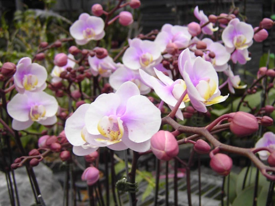 YC031 Phal.Nabby’s Amy