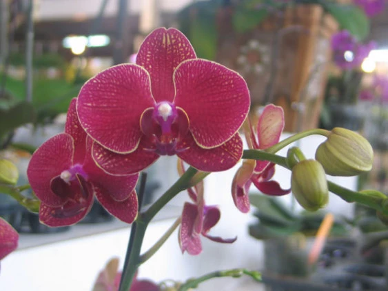 YC029 Dtps.Taida Salu