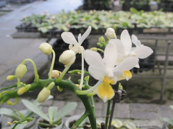YC027 Phal.equestris alba