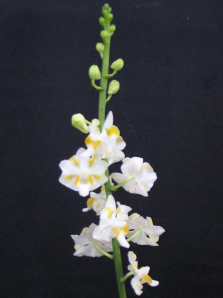 YC026 Dor.Pulcherrima alba