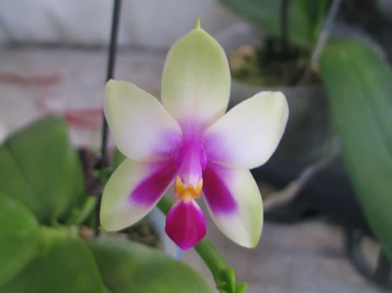 YC025 P.violacea “#YC#”