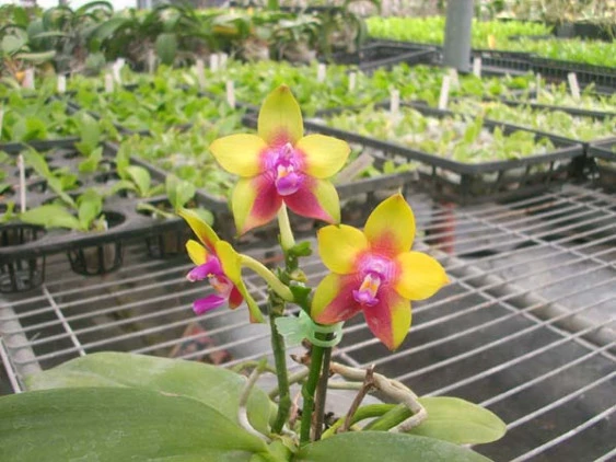 YC023 Phal.Dragon Tree Eagle 