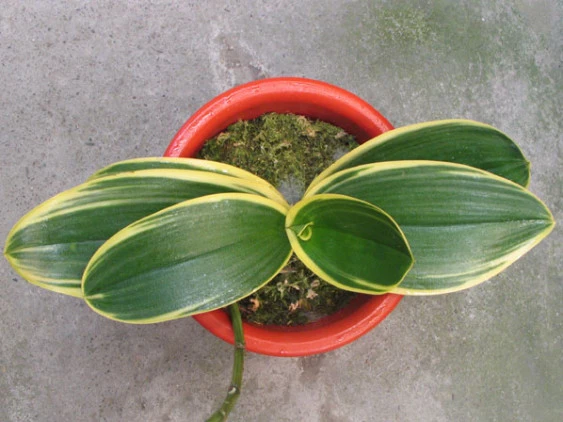 YC022 P.amabilis outter variegated