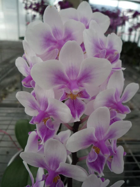 YC020 Phal.Brother SpringDancer