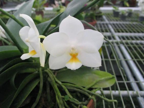 YC019 Phal.Tzu Chiang Chrisna(P.Timothy Christopher x P.Yungho Geld Canary)