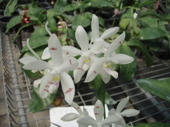 YC018 P.tetraspis