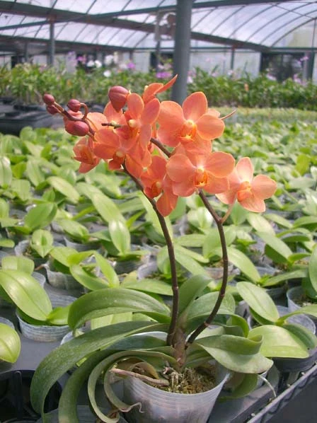 YC017 Ascopsis.Jiaho’Orange