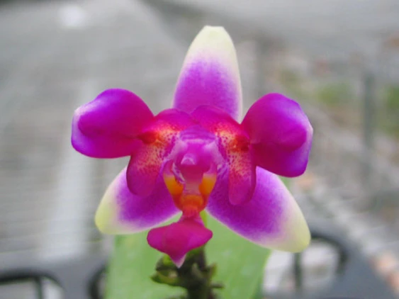 YC016 P(violacea x Betris)x p.violacea