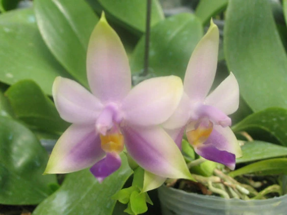YC015 P.violacea’blue’