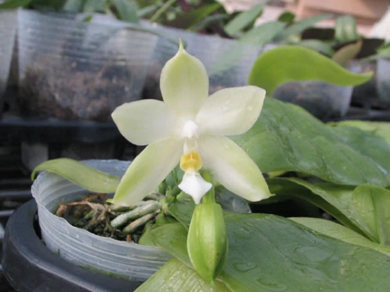 YC014 P.violacea’alba’