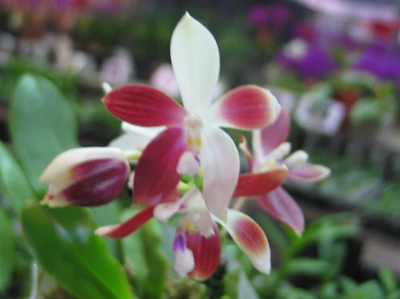 YC013 P.tetraspis ‘’C#1’’
