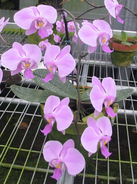 YC012 P.schilleriana x sib