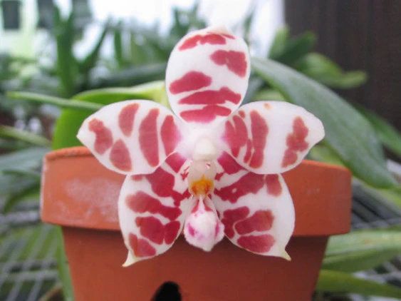 YC010 P.amboinensis
