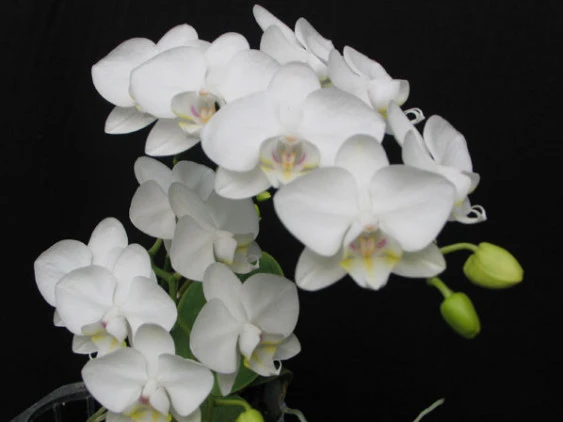 YC009 P.amabilis