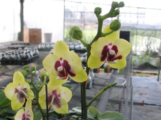YC008 (Phal.tying Shin Ruby x Phal.Taipei Gold)