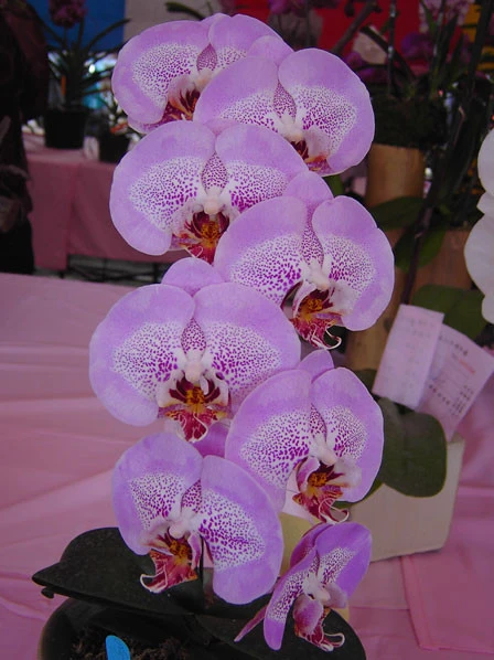 YC007 Dtps.Leopard Prince 
