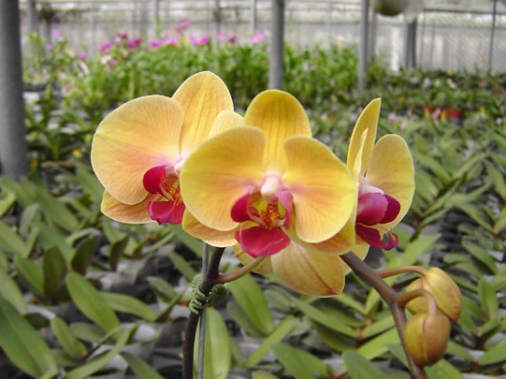 YC006 Dtps.Sin-Yuan Golden Beauty
