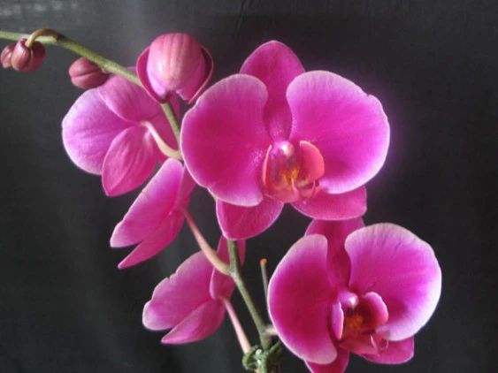 YC004 Dtps.Ruby Lih Beauty    