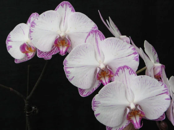 YC002 Dtps.Minho Princess