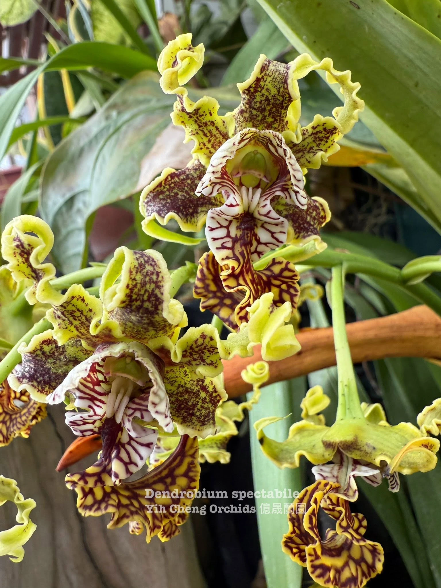 Dendrobium spectabile