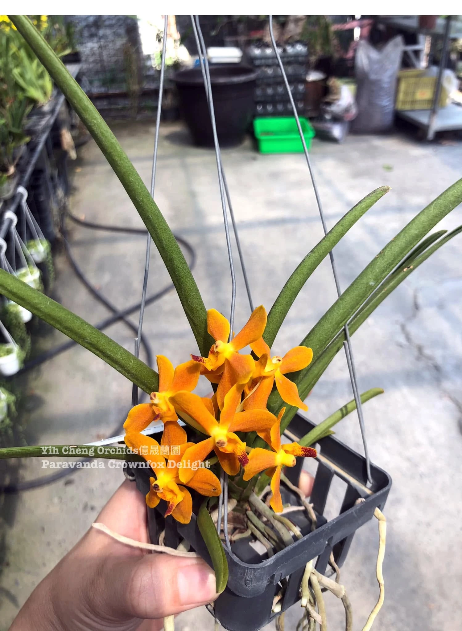 Paravanda Crownfox Delight