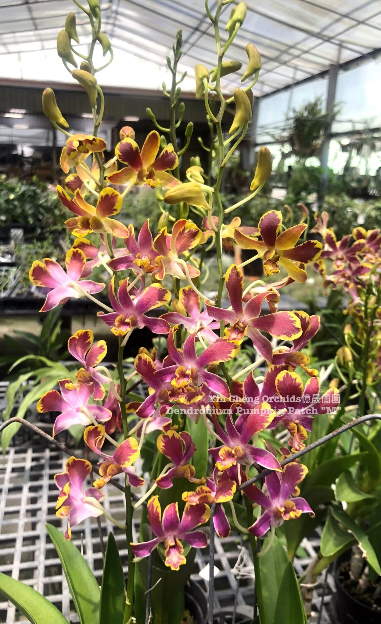 Dendrobium Pumpkin Patch 