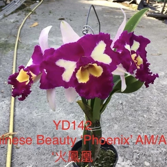 Blc.Chinese Beauty - 火鳳凰