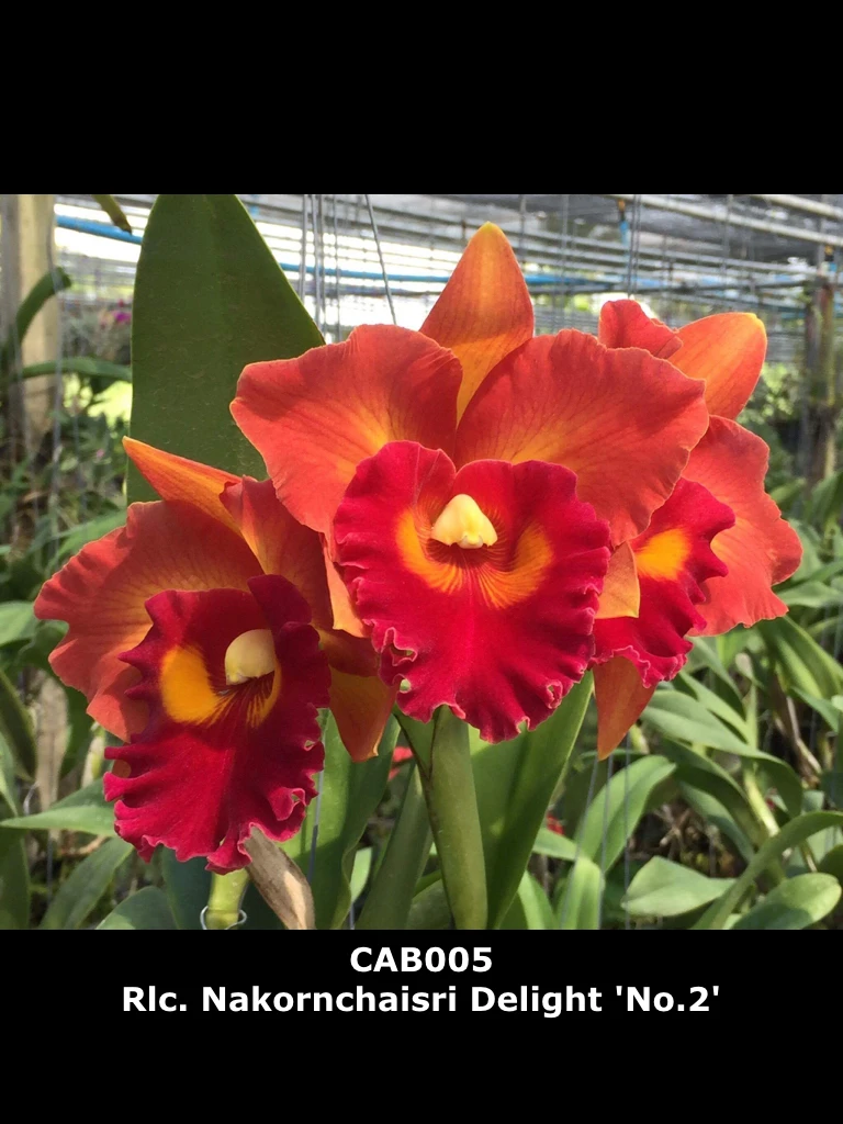Rlc. Nakornchaisri Delight 