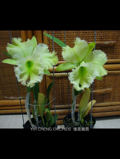 Rlc.Golf Green 'Hair Pig' - 毛豬