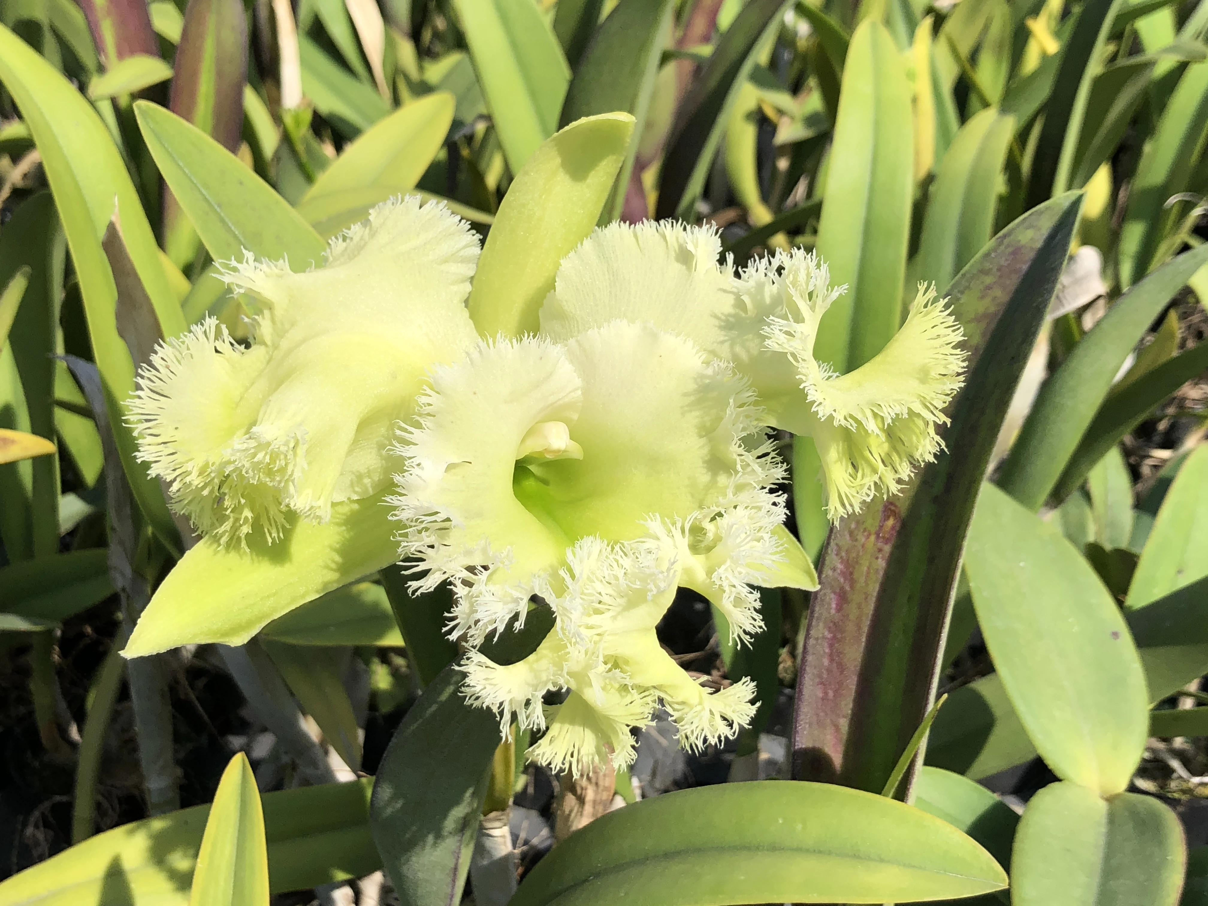 Rlc.Golf Green 'Hair Pig' - 毛豬