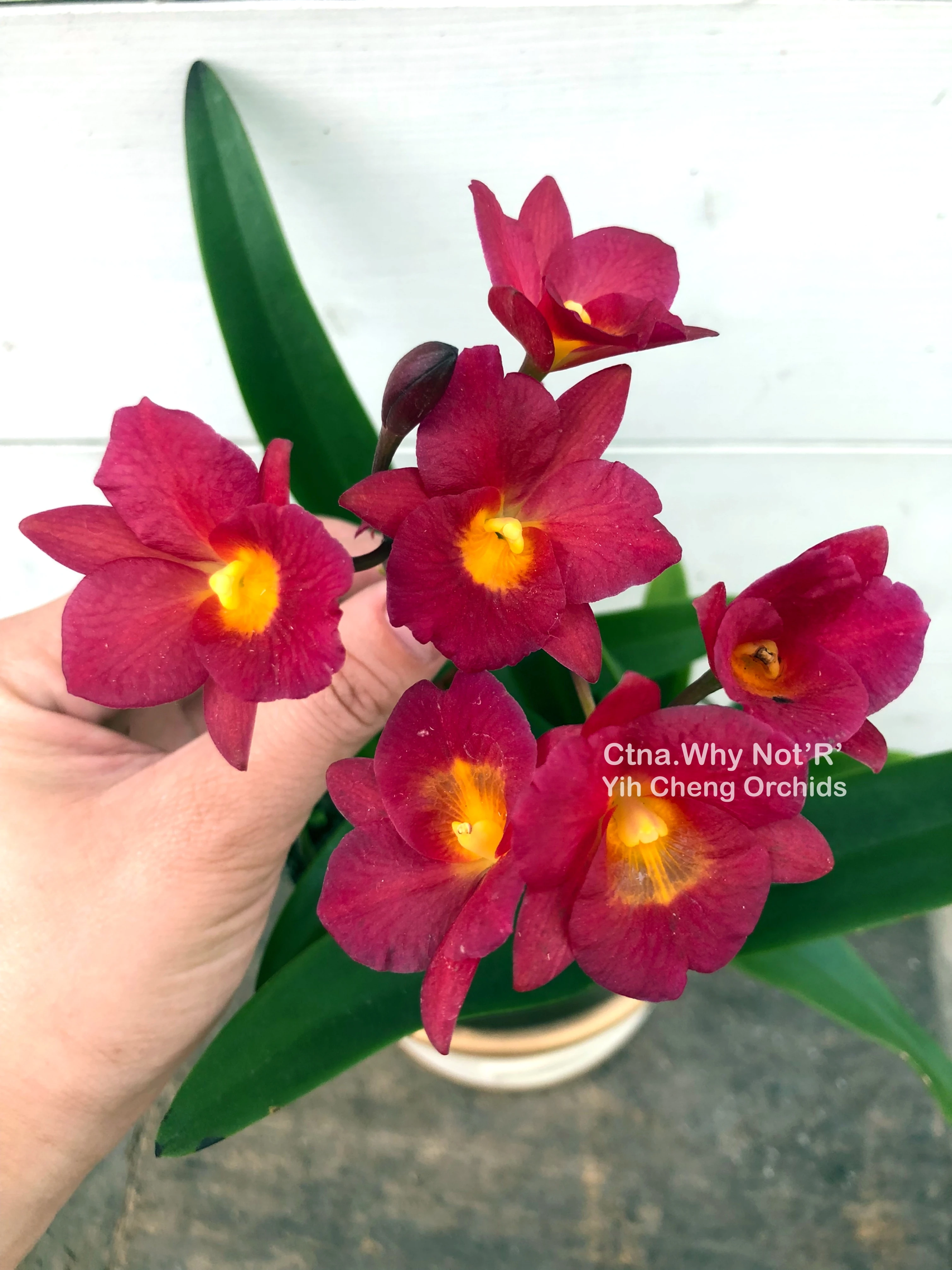 Ctna. Why Not (Red Form)
