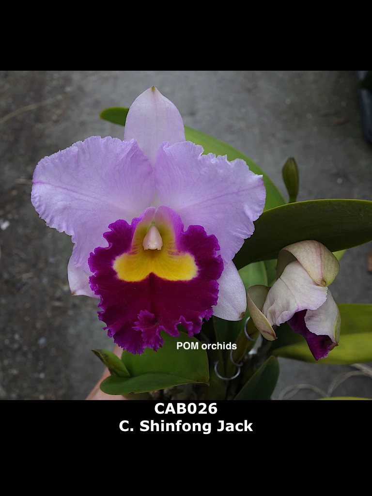 C.Shinfong Jack  (Blc.Irene Finney x Blc.Hsinying Catherine ‘Hakucho')