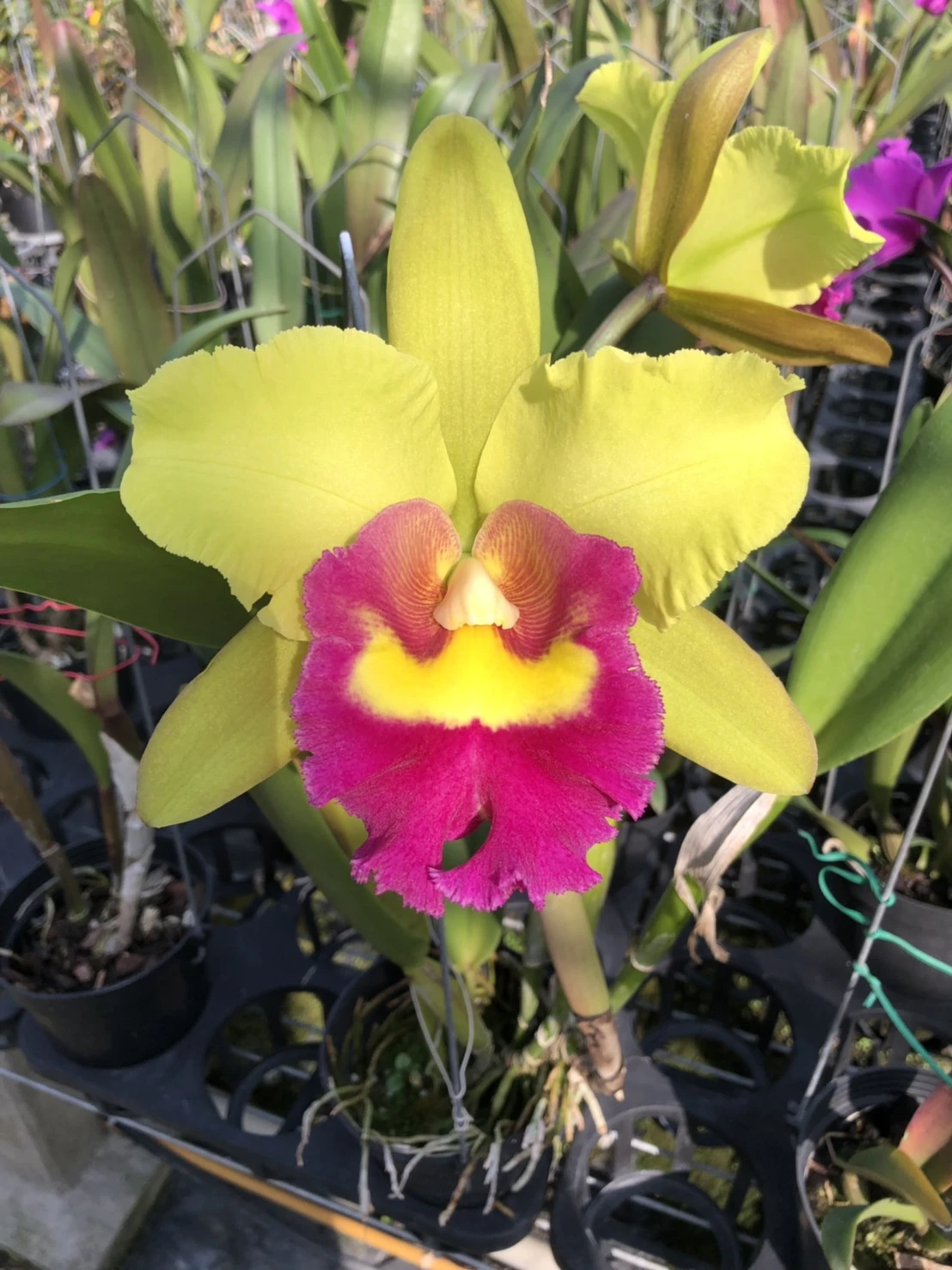 Blc.Young Kong 'Sun#16' - 太陽16號