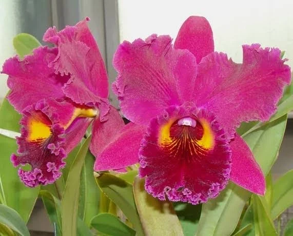Blc.Sanyung Ruby 'Guanlong' AM/AOS - 冠龍