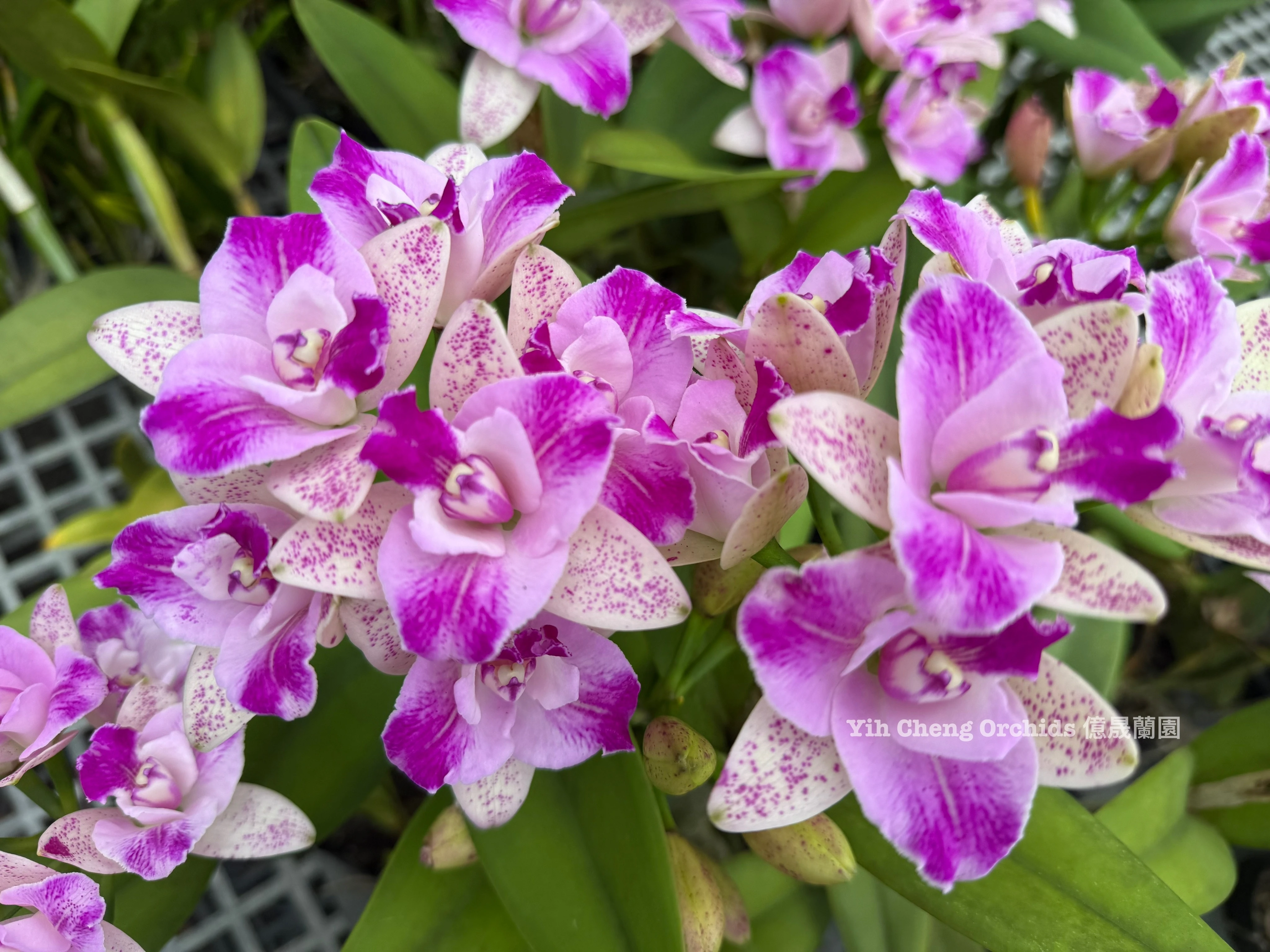 C. Monte Elegante 'Sin Pu' - 新埔