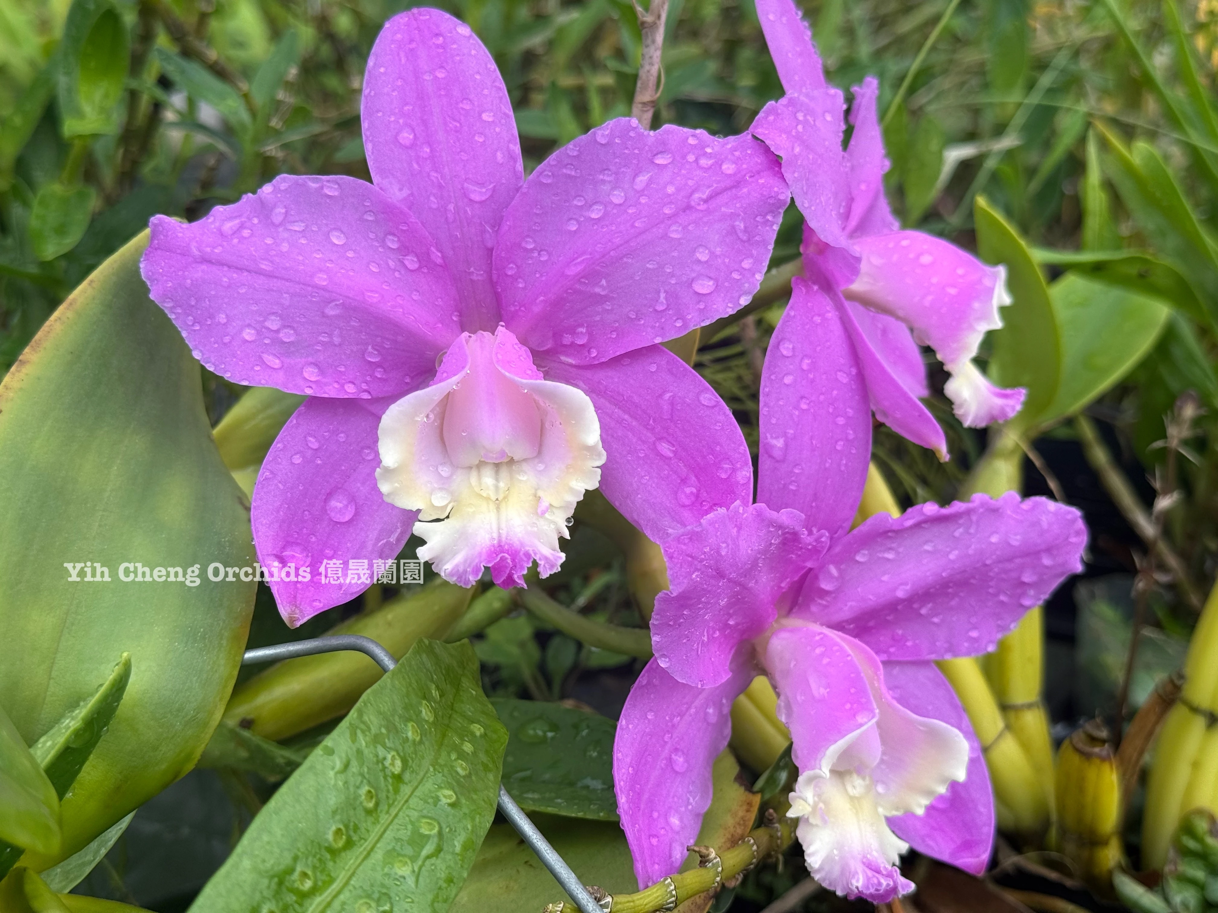 C. loddigesii