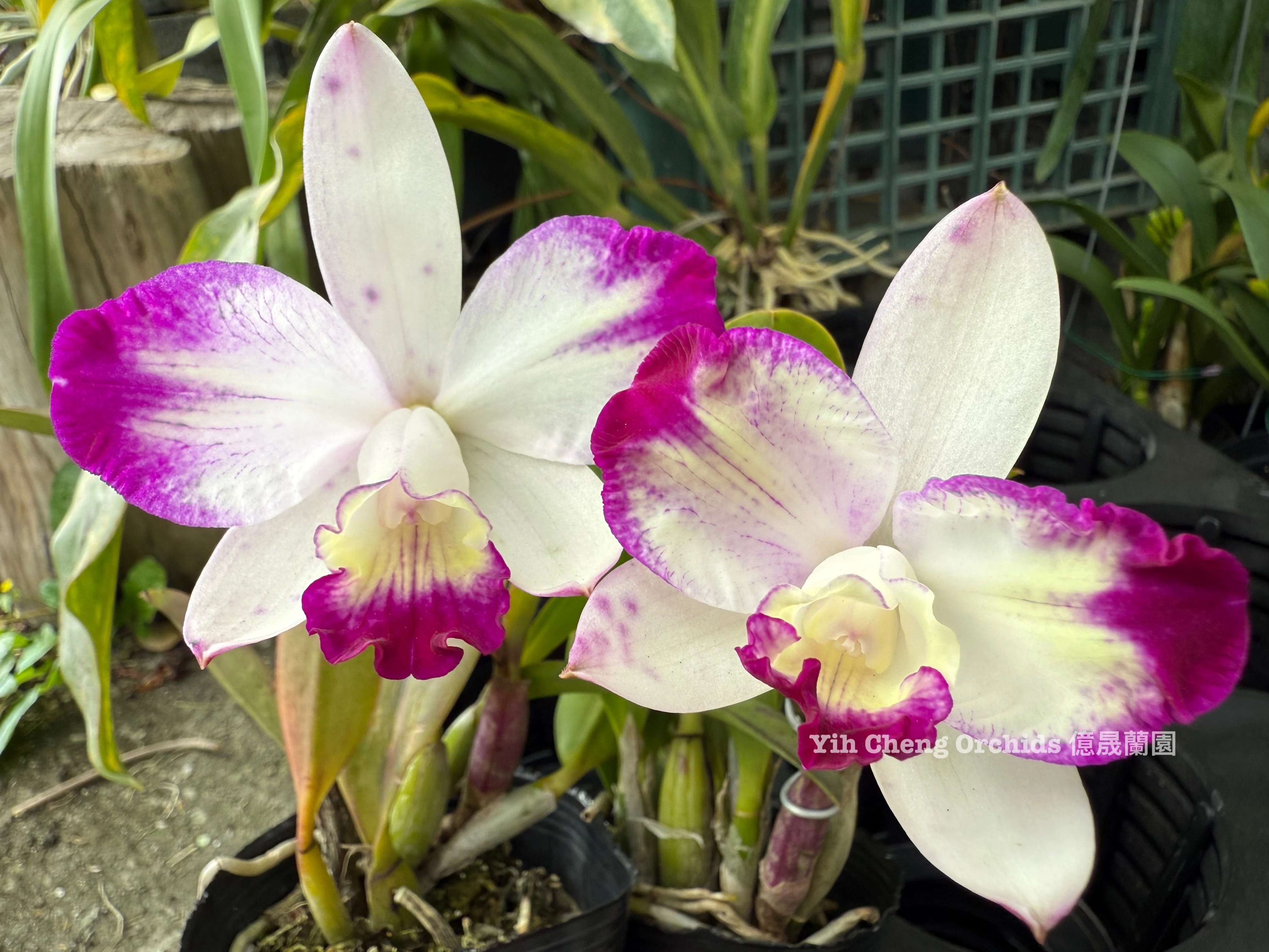 Lc.Hwa Yuan Angel 'Little Beauty' - 小美人