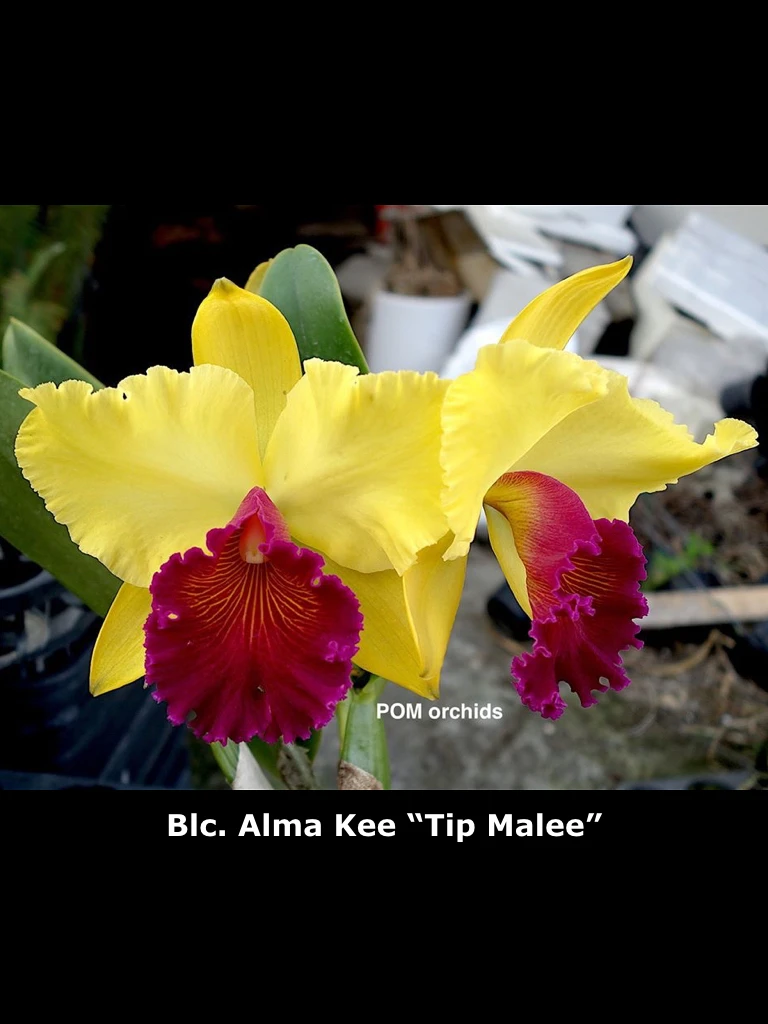 Blc.Alma Kee