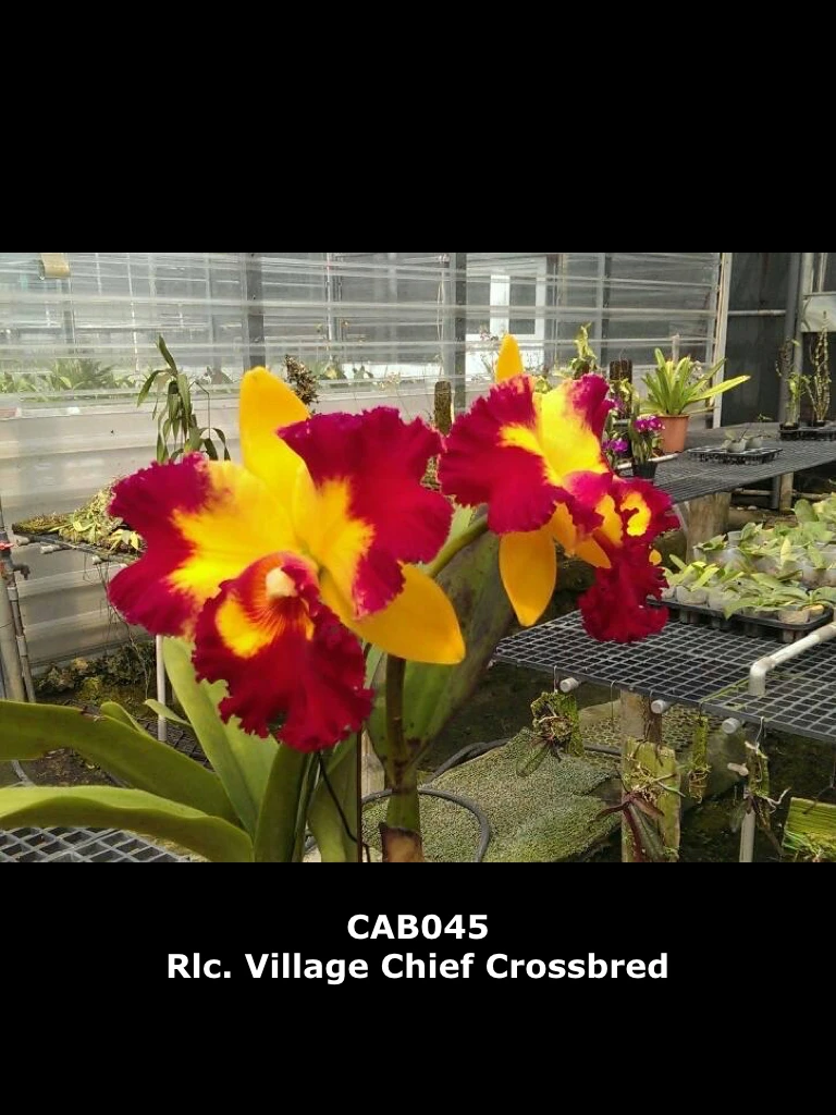 Rlc.Village Chief Crossbred - 得美彩虹