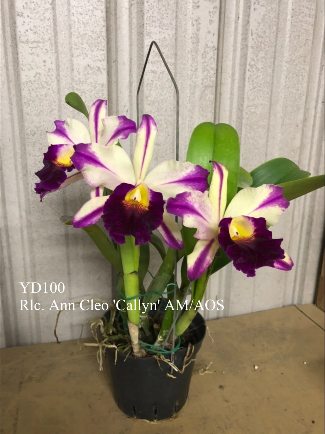 Blc. Ann Clen