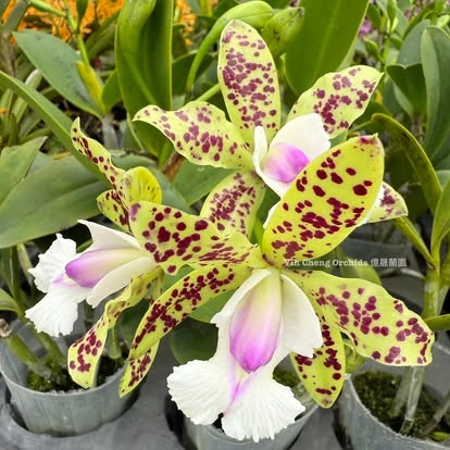 Cattleya YNS Green Leopard