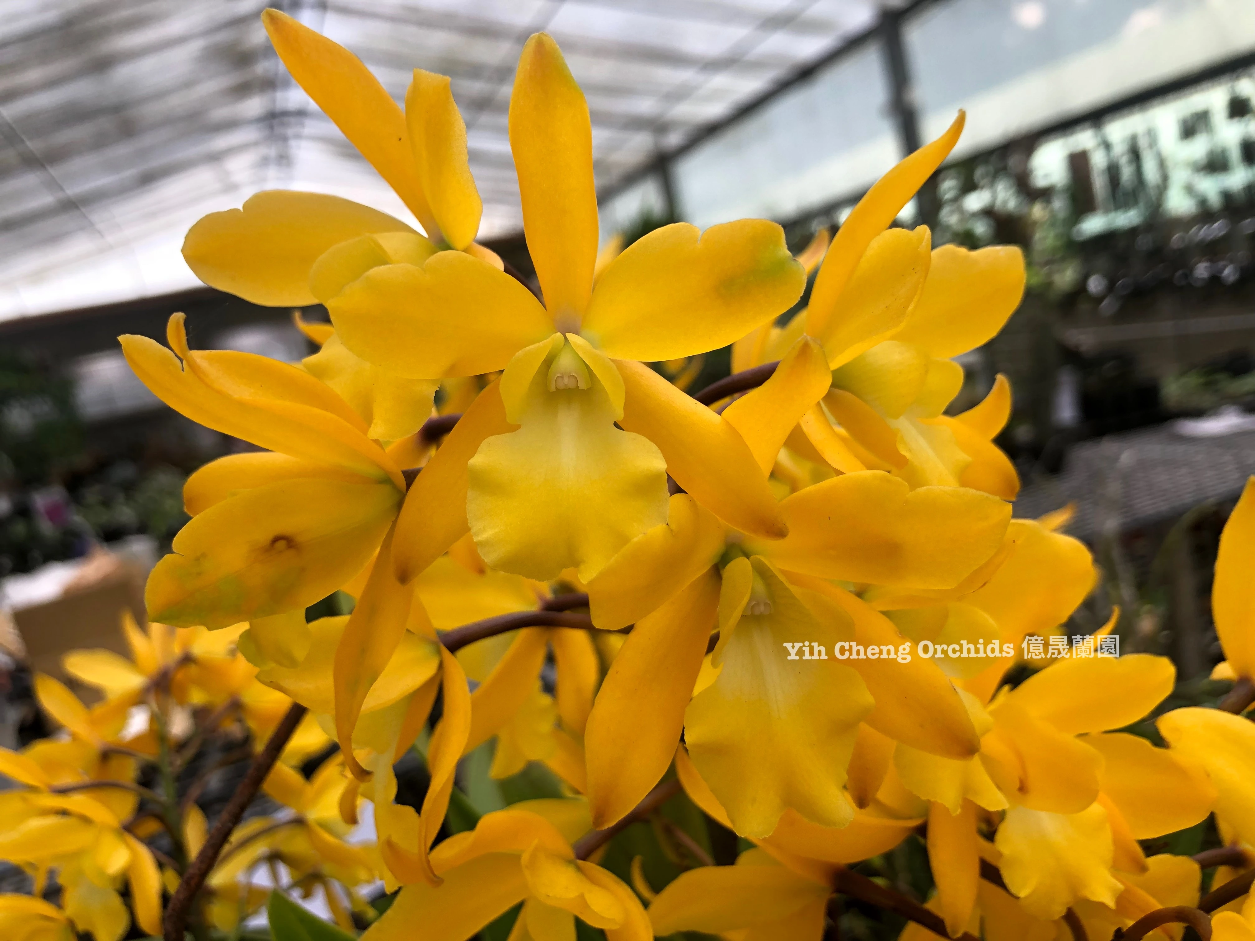 Enanthelya Golden Sunburst - 黃金樹