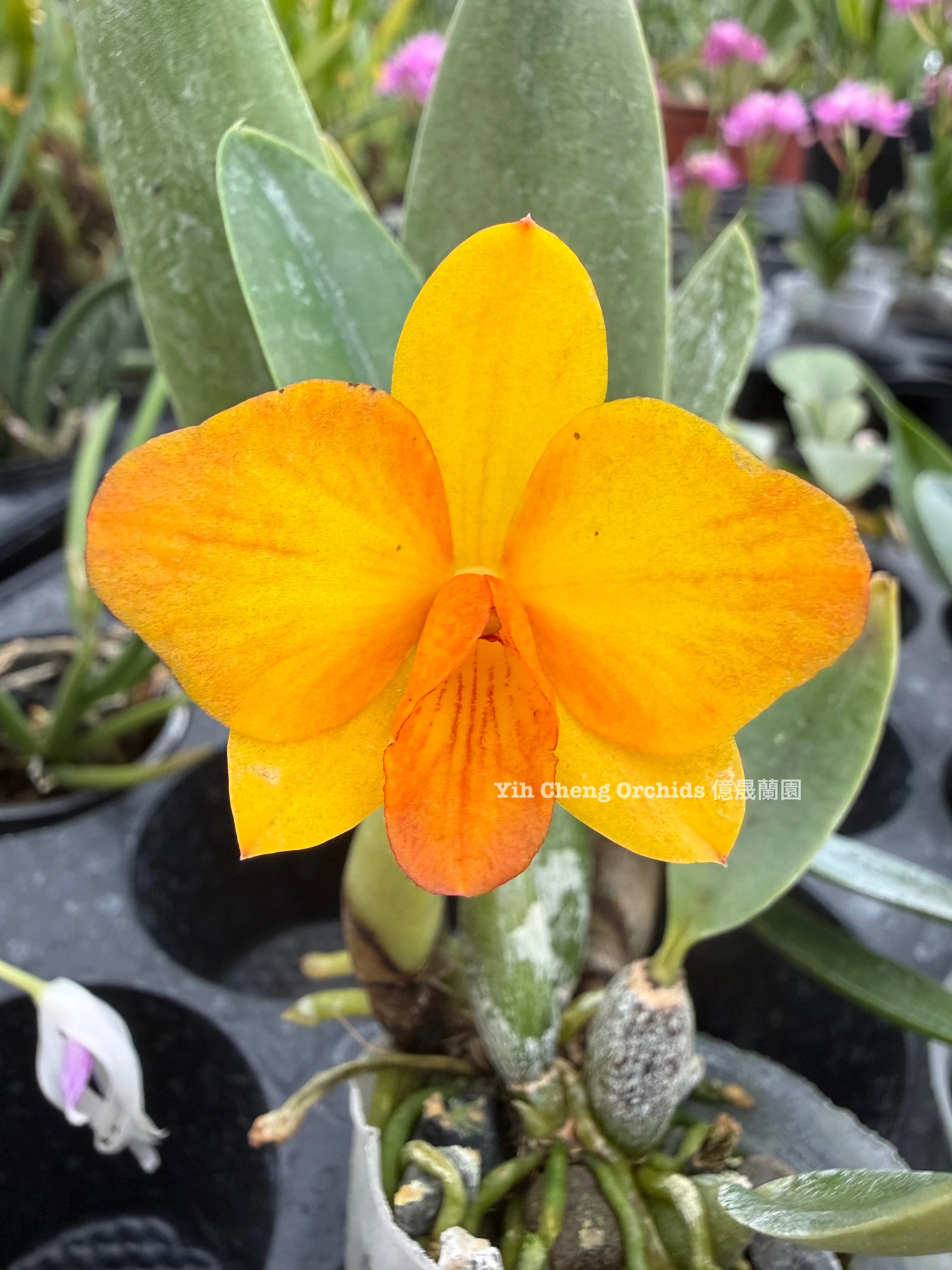 Cattlianthe Faikon Ball －黃花小公主