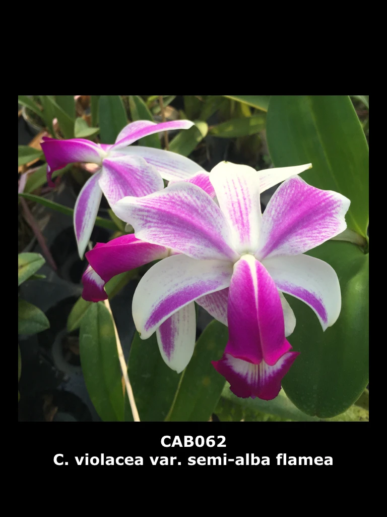C.violacea var.semi-alba flamea 