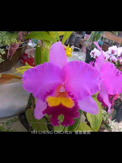 Blc. Taichung Beauty - 台中美人