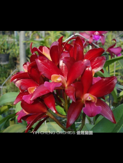 Lc.Sagarik Wax ‘African Beauty’ - 非洲美人