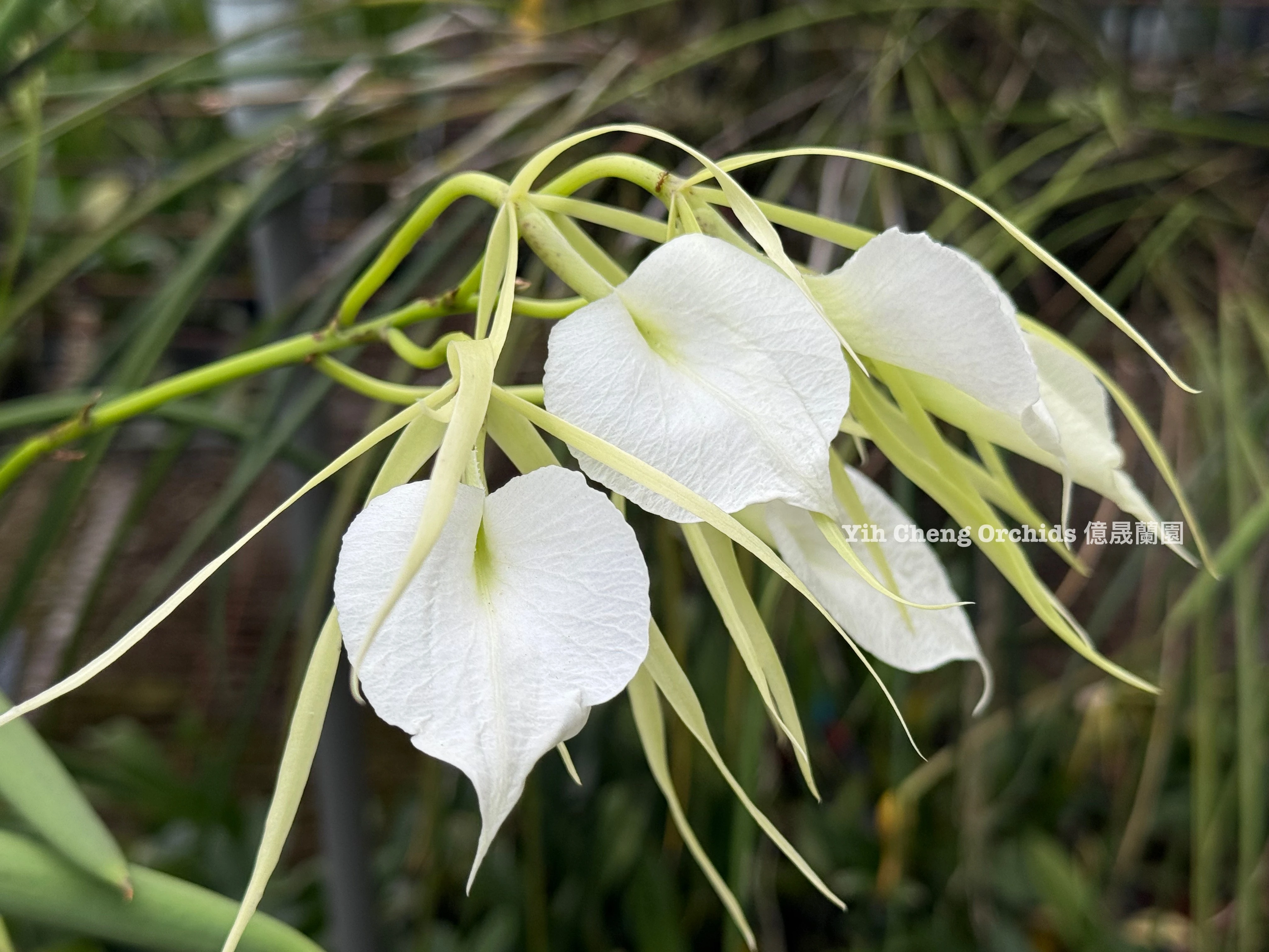 B. nodosa - 夜夫人